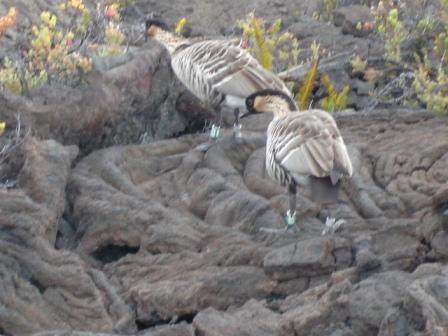Nene on Hawaii eatting 'ohelo berries